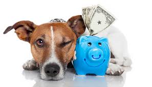 pet finance