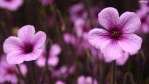 marvelous-purple-flowers-wallpaper