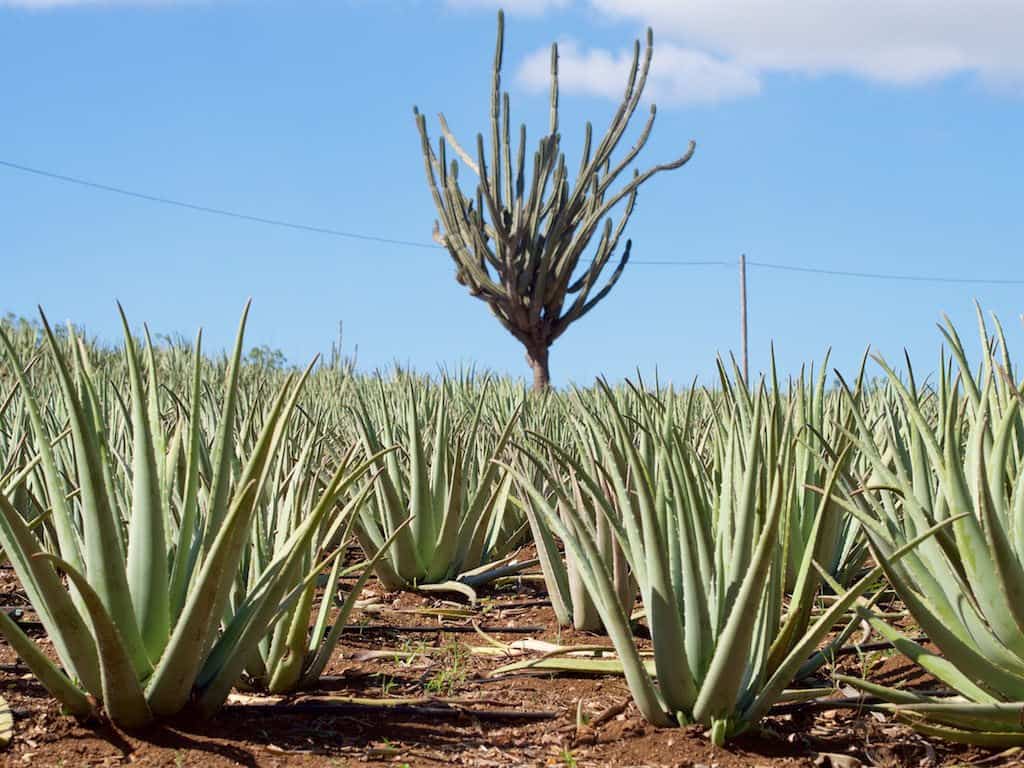 How to start Aloe Vera Farming business