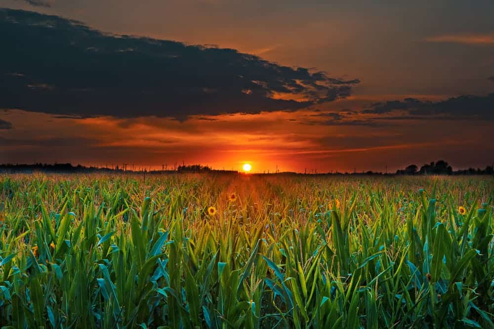 Money making Agriculture Business Ideas