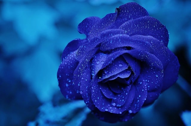 Tips To Care For And Display Your Fresh Flowers